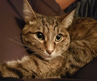 Image of Lunette, Lost Cat
