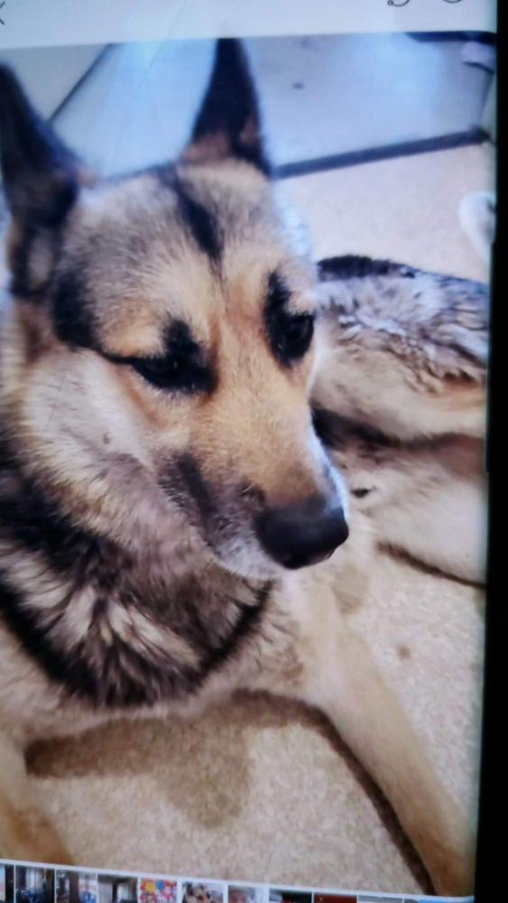 Image of Rocky, Lost Dog