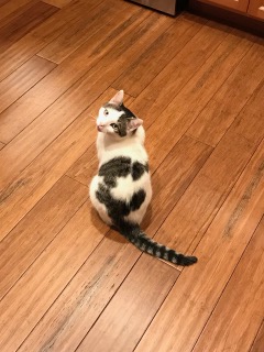 Image of Remmy, Lost Cat