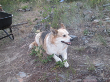 Image of Zuzu, Lost Dog