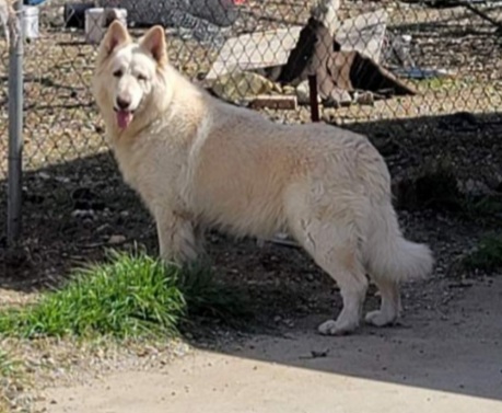 Image of BARE, Lost Dog