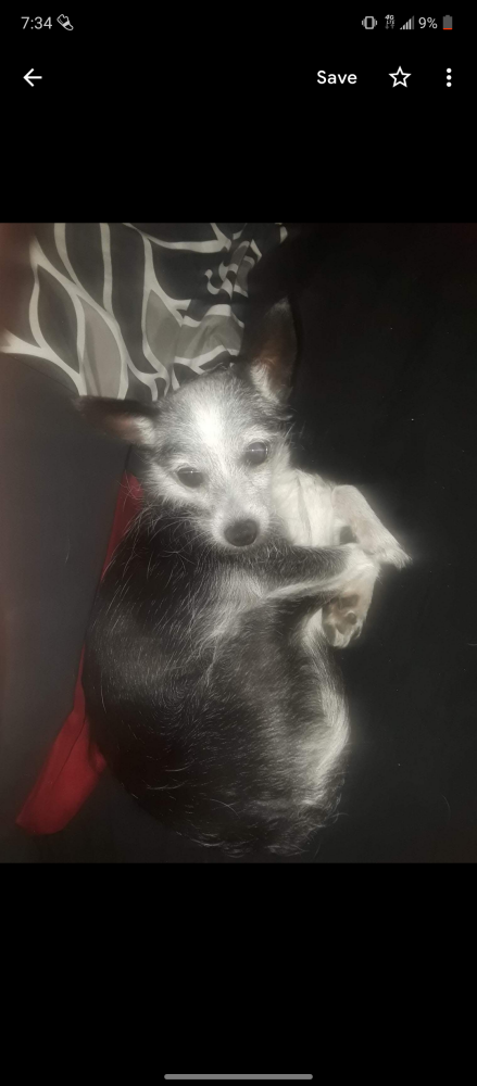 Image of Ella, Lost Dog
