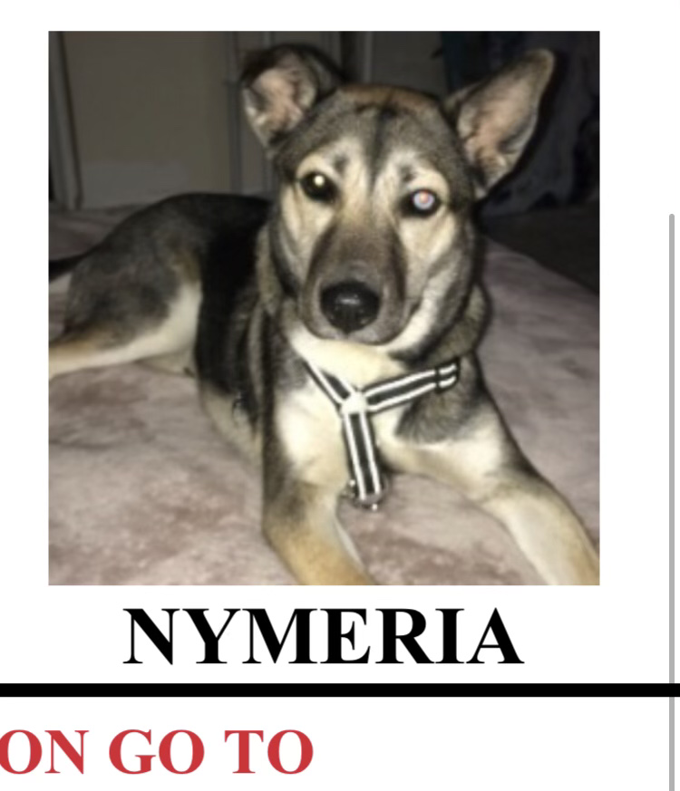 Image of Nymeria, Lost Dog