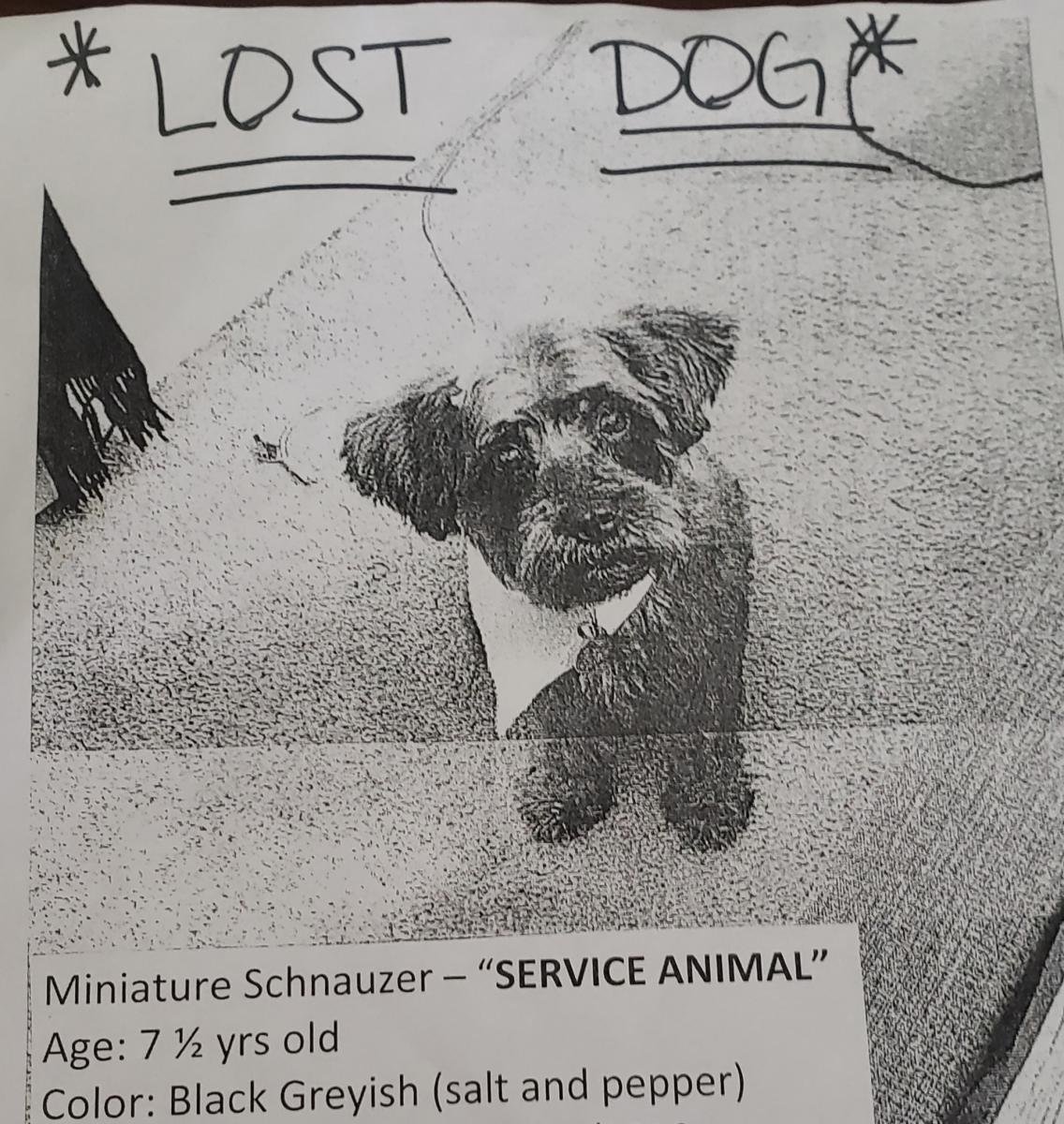 Image of Chloe Marks, Lost Dog