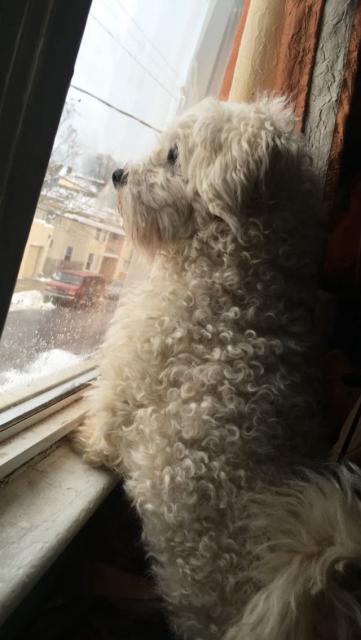 Image of Snowflakes, Lost Dog
