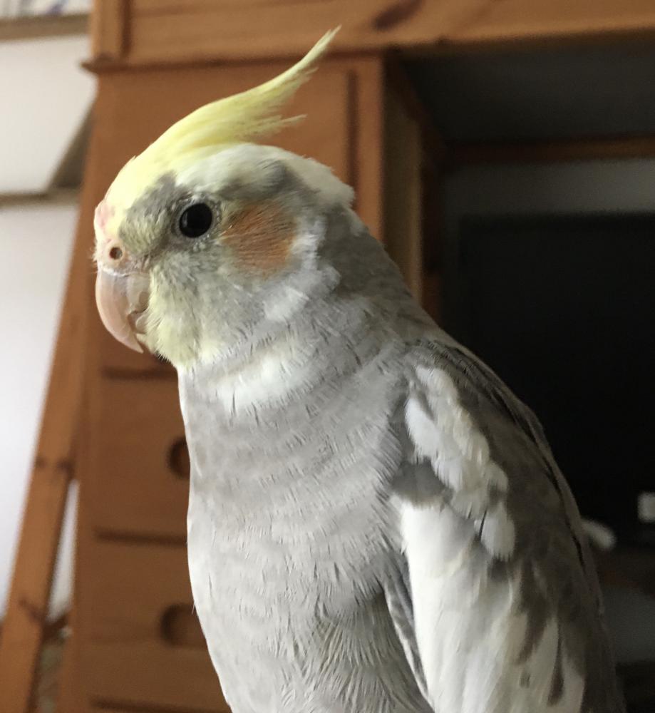 Image of Finley, Lost Bird