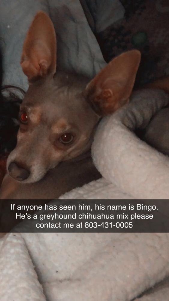 Image of Bingo, Lost Dog