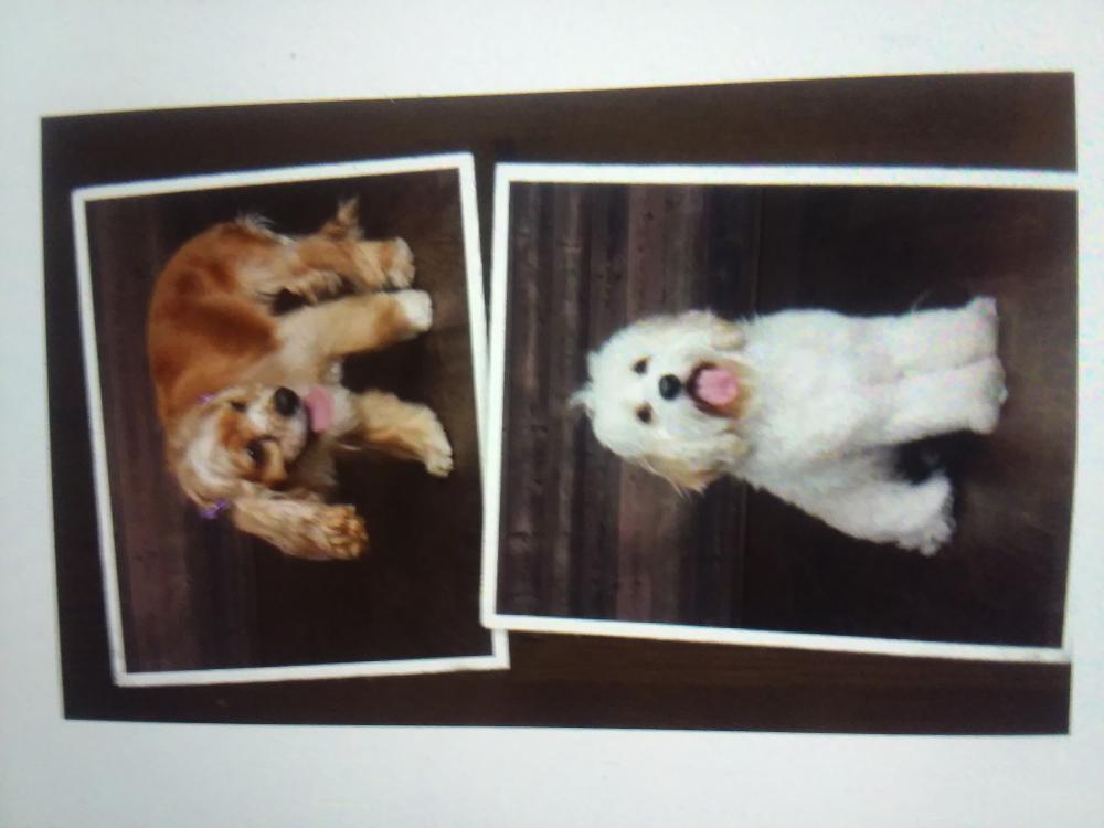 Image of Scruffy & Franny, Lost Dog