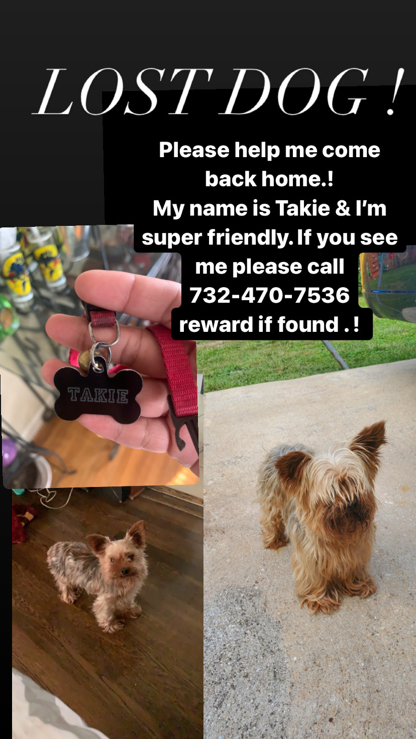 Image of Takie, Lost Dog