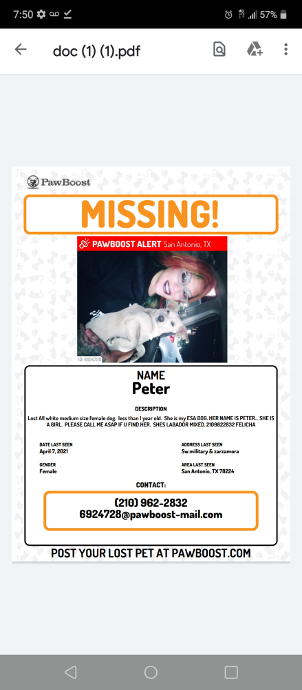 Image of PETER, Lost Dog
