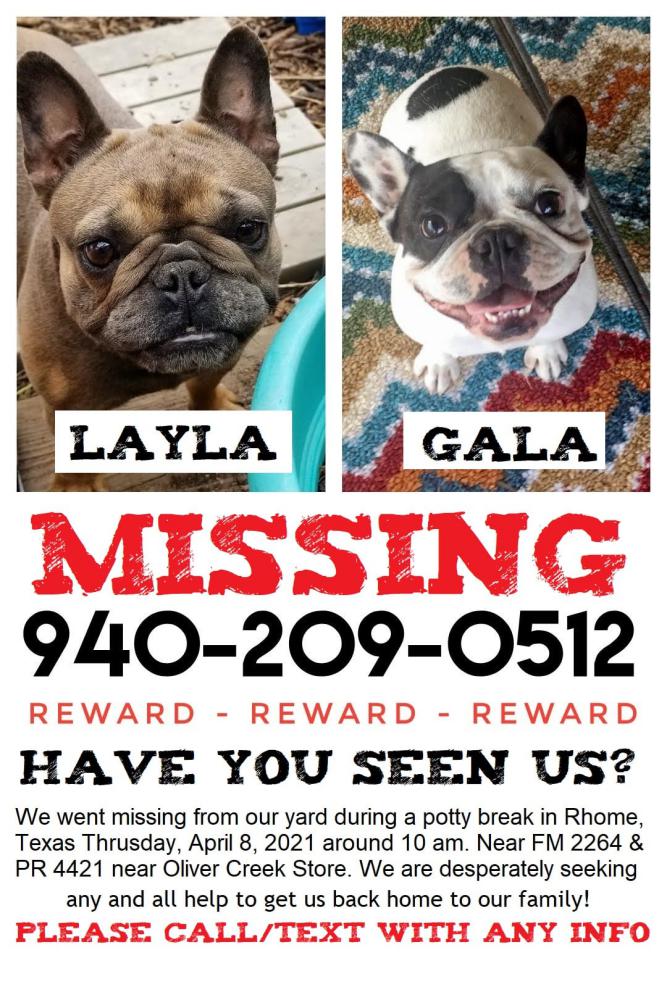 Image of Gala, Lost Dog