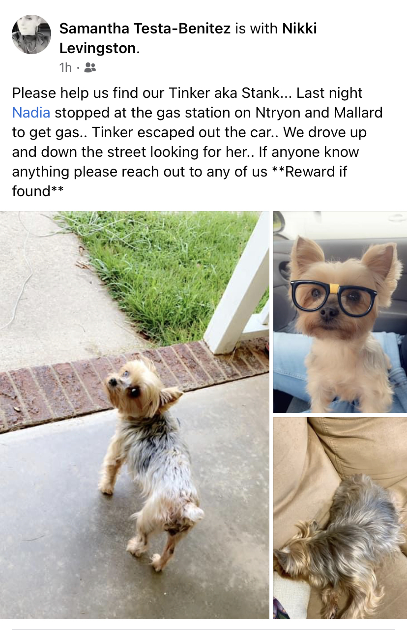 Image of Tinker, Lost Dog