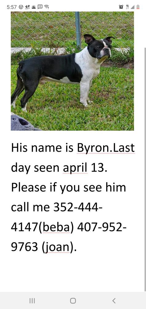 Image of Byron, Lost Dog