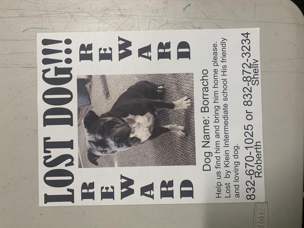 Image of Borracho Rivera, Lost Dog