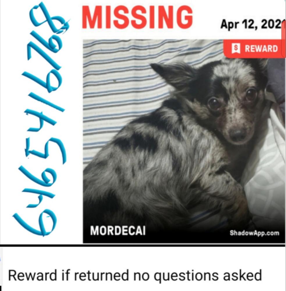 Image of MORDECAI, Lost Dog