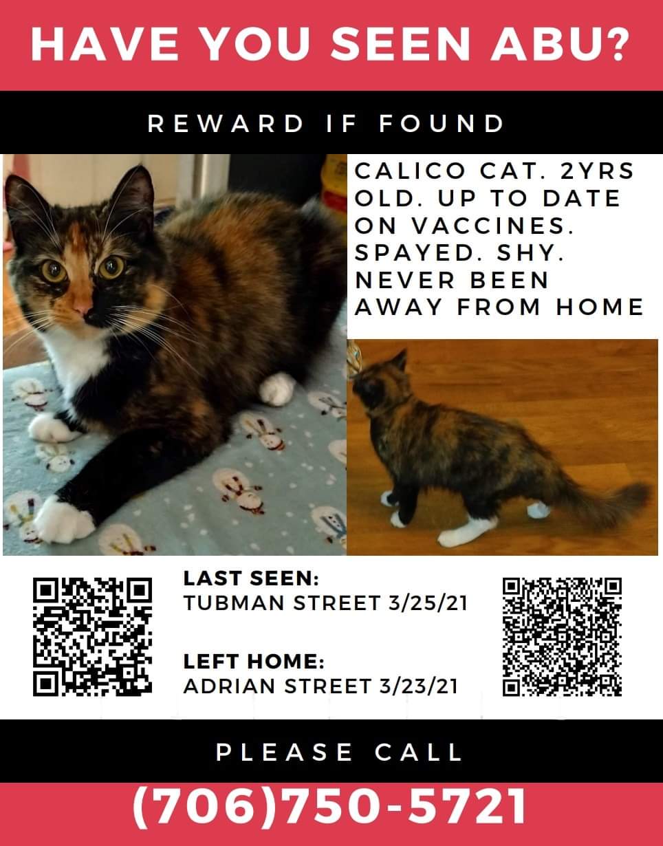 Image of Abu, Lost Cat