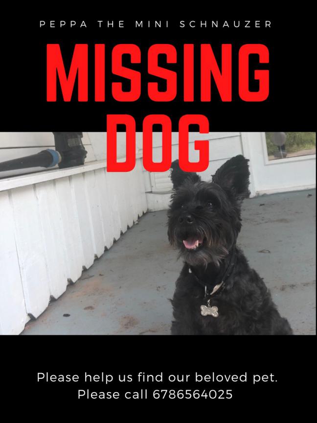 Image of Peppa, Lost Dog