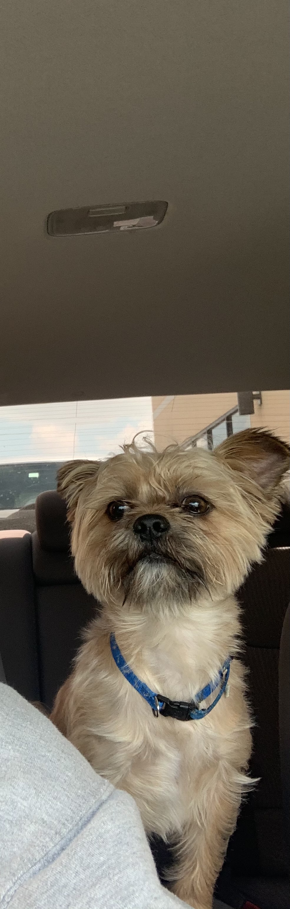 Image of Gizmo, Lost Dog