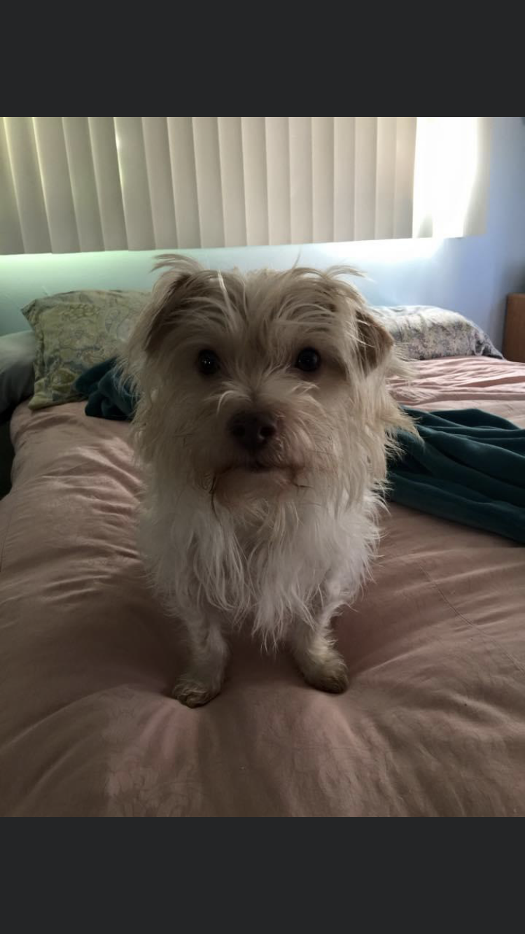 Image of Scrappy, Lost Dog