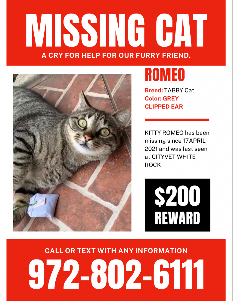Image of Kitty Romeo, Lost Cat