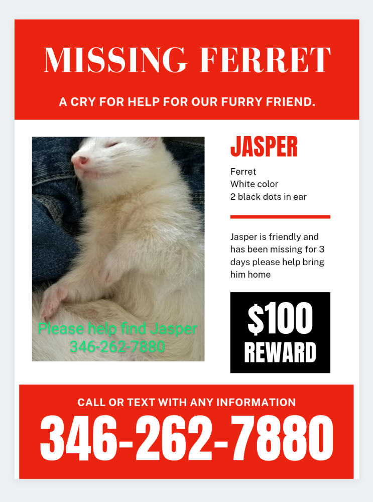 Image of Jasper, Lost Ferret