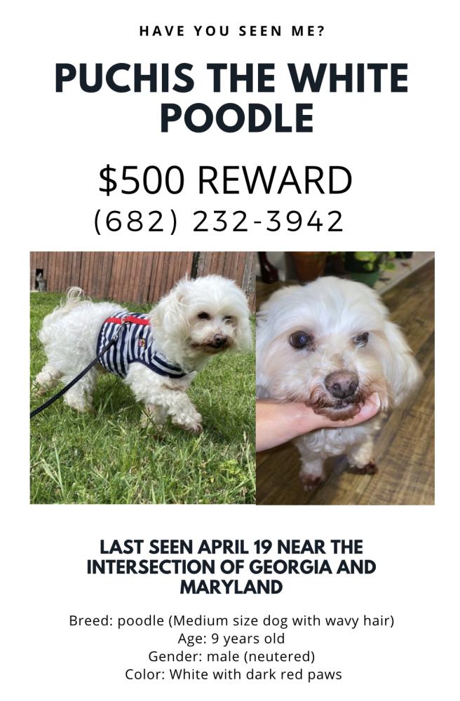 Image of Puchis, Lost Dog