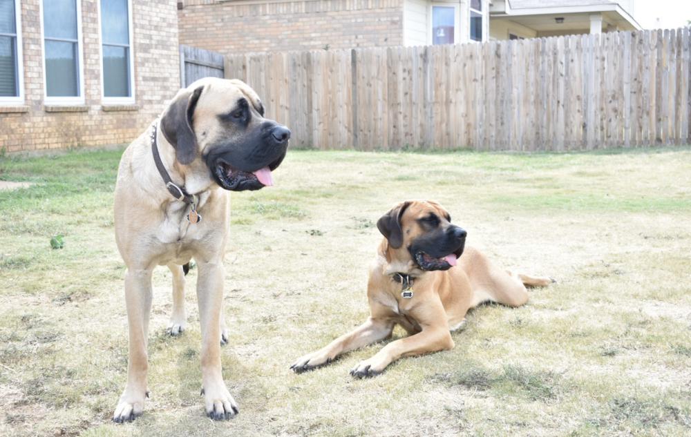 Image of Kane and Diesel, Lost Dog