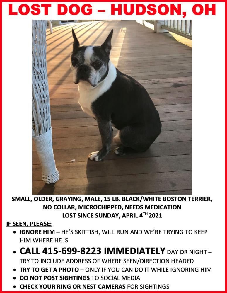 Image of LOST DOG, Lost Dog