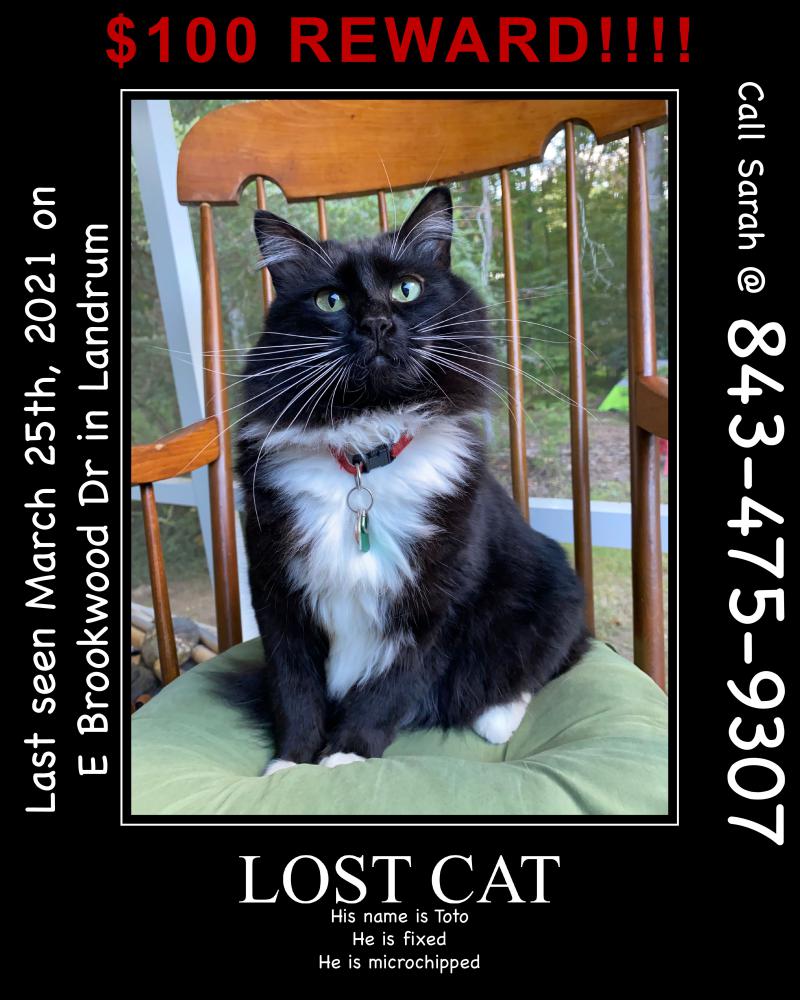 Image of Toto, Lost Cat
