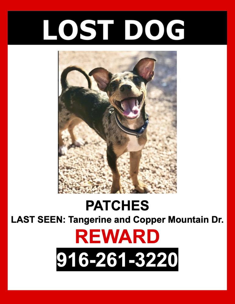 Image of Patches, Lost Dog