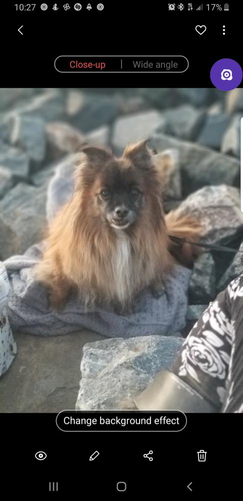 Image of Chewbee, Lost Dog