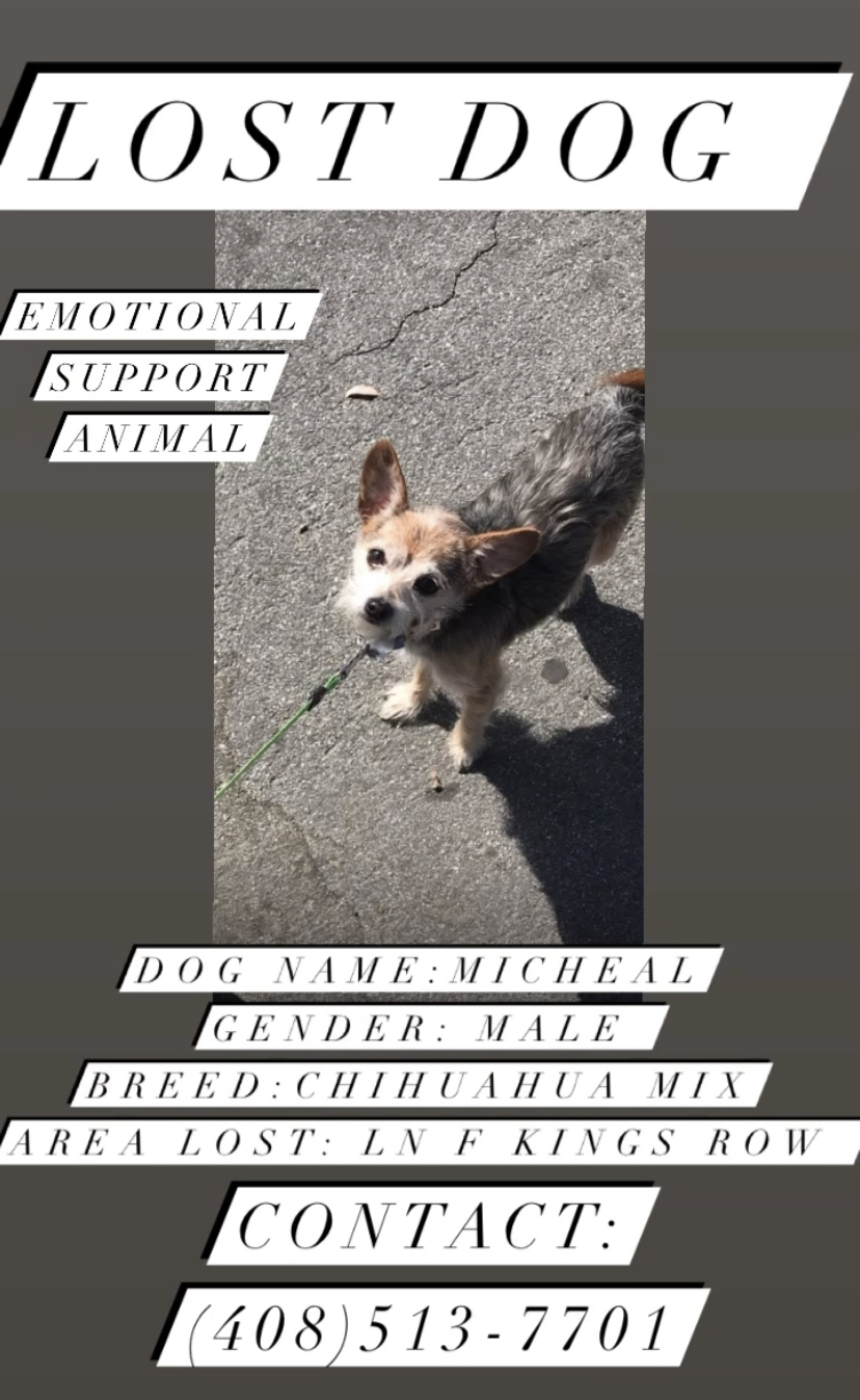 Image of Micheal, Lost Dog