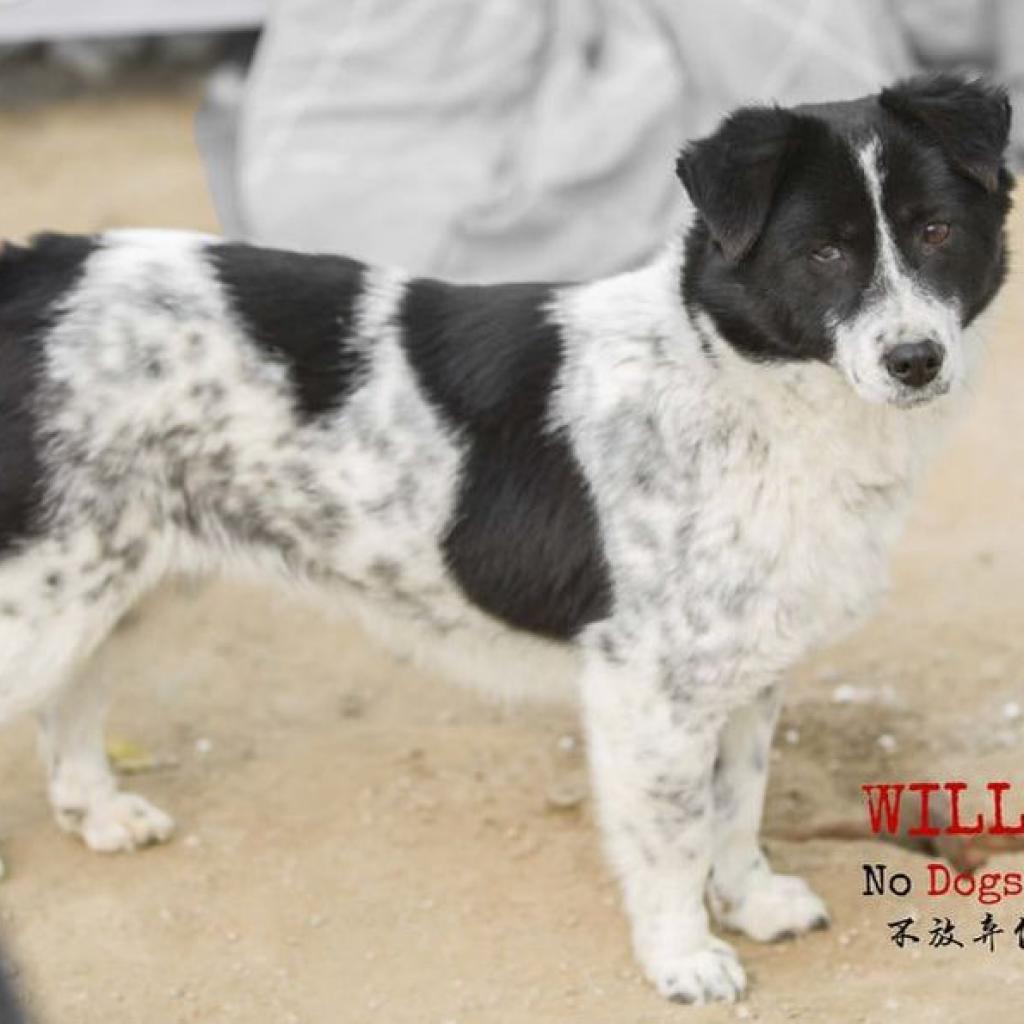 Image of Willa, Lost Dog