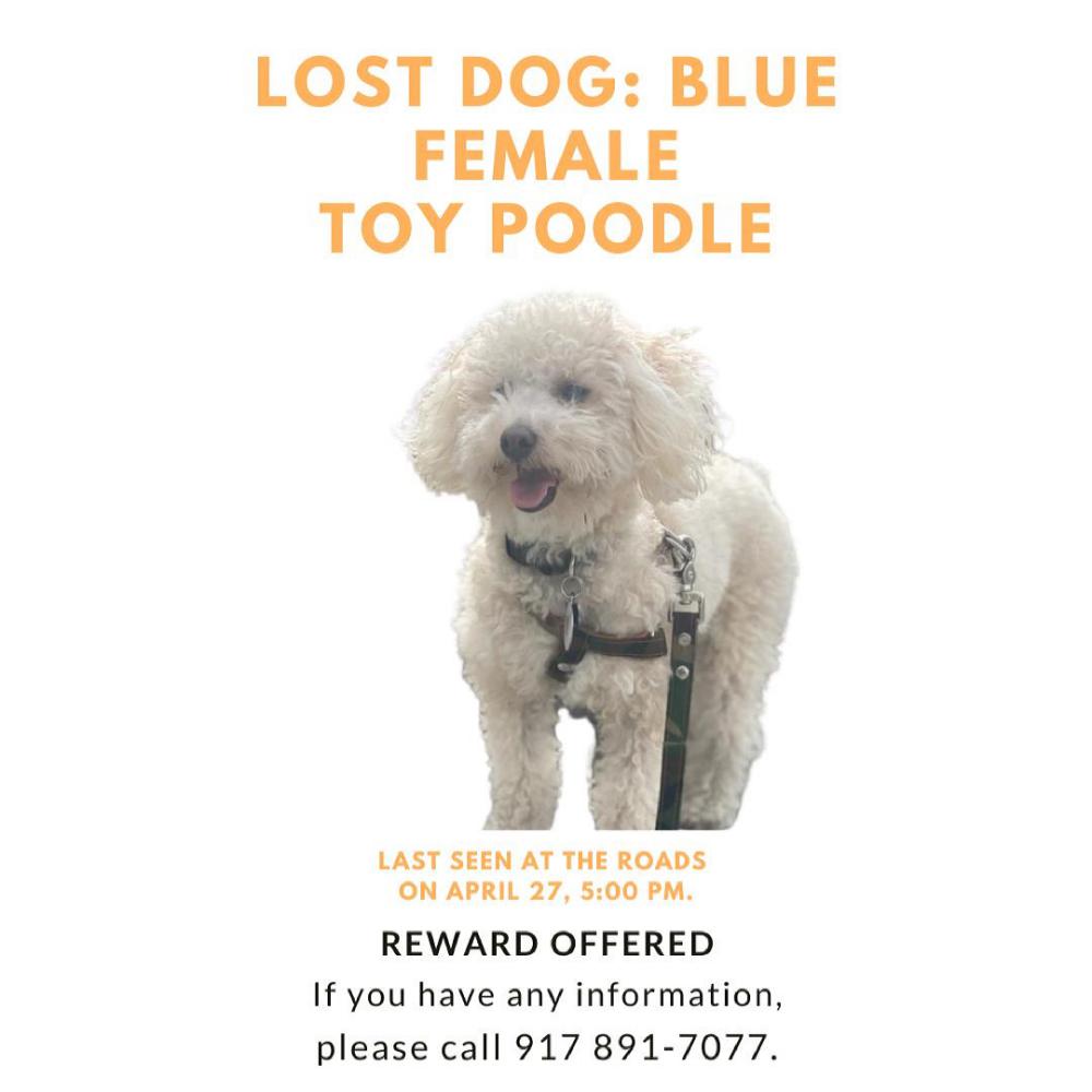 Image of BLUE, Lost Dog