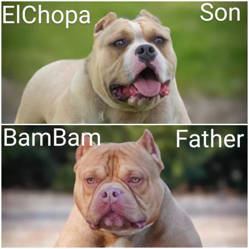 Image of El Chopo & BamBam, Lost Dog