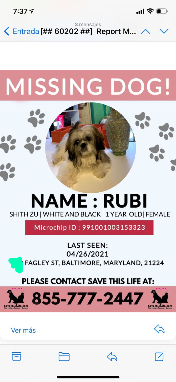 Image of Rubi, Lost Dog