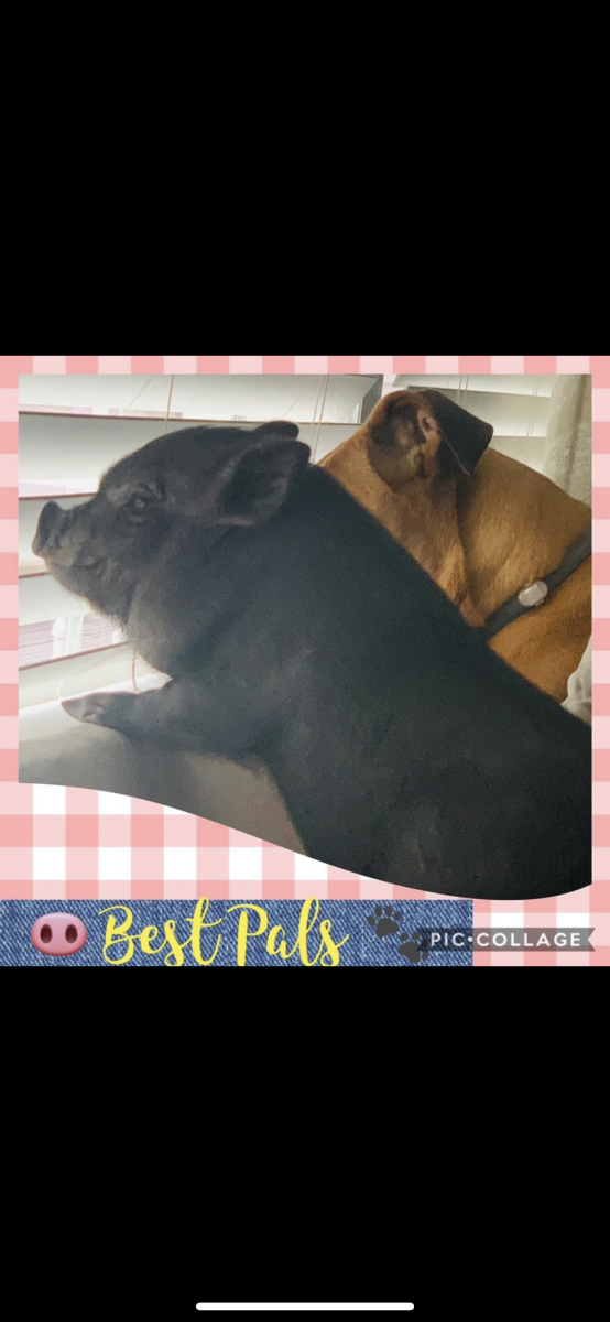 Image of Daisy Mae, Lost Pig