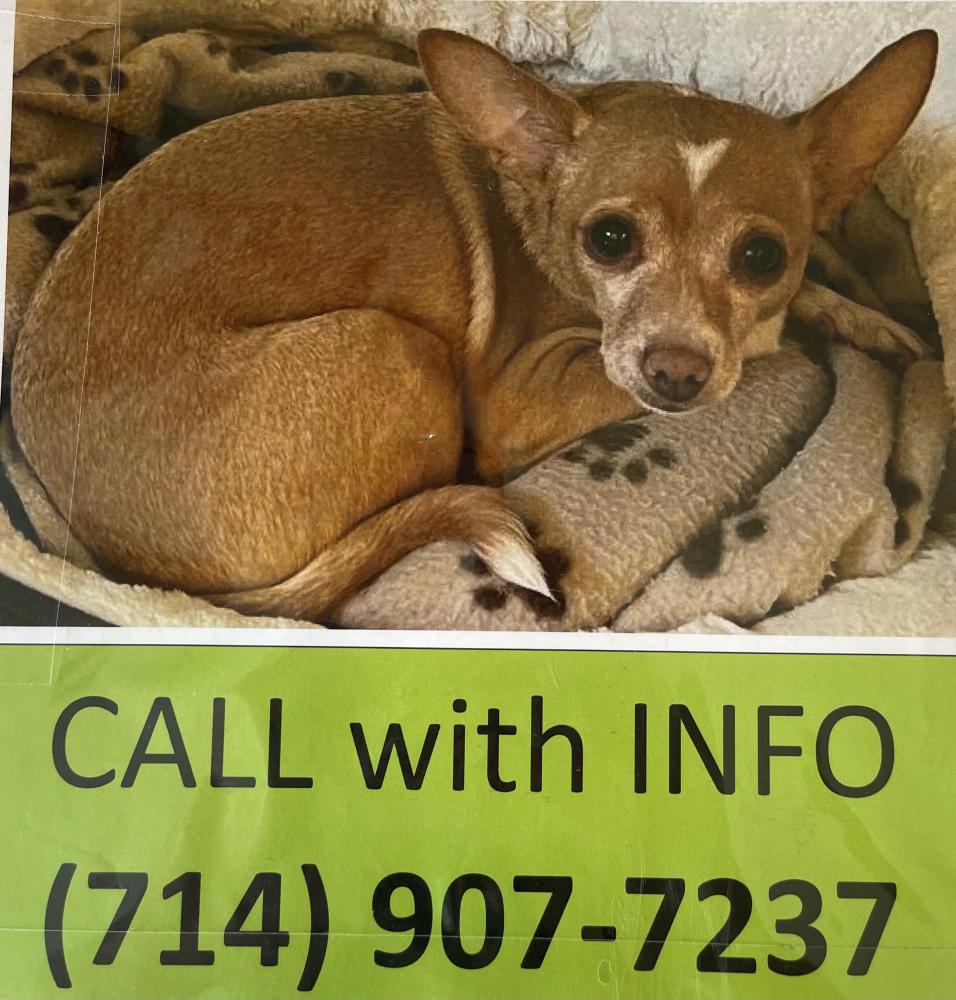 Image of Tica, Lost Dog