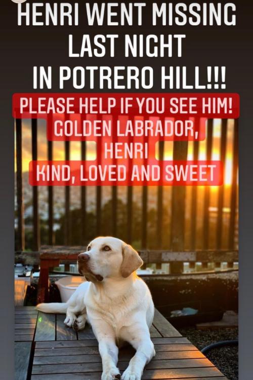 Image of Henry, Lost Dog