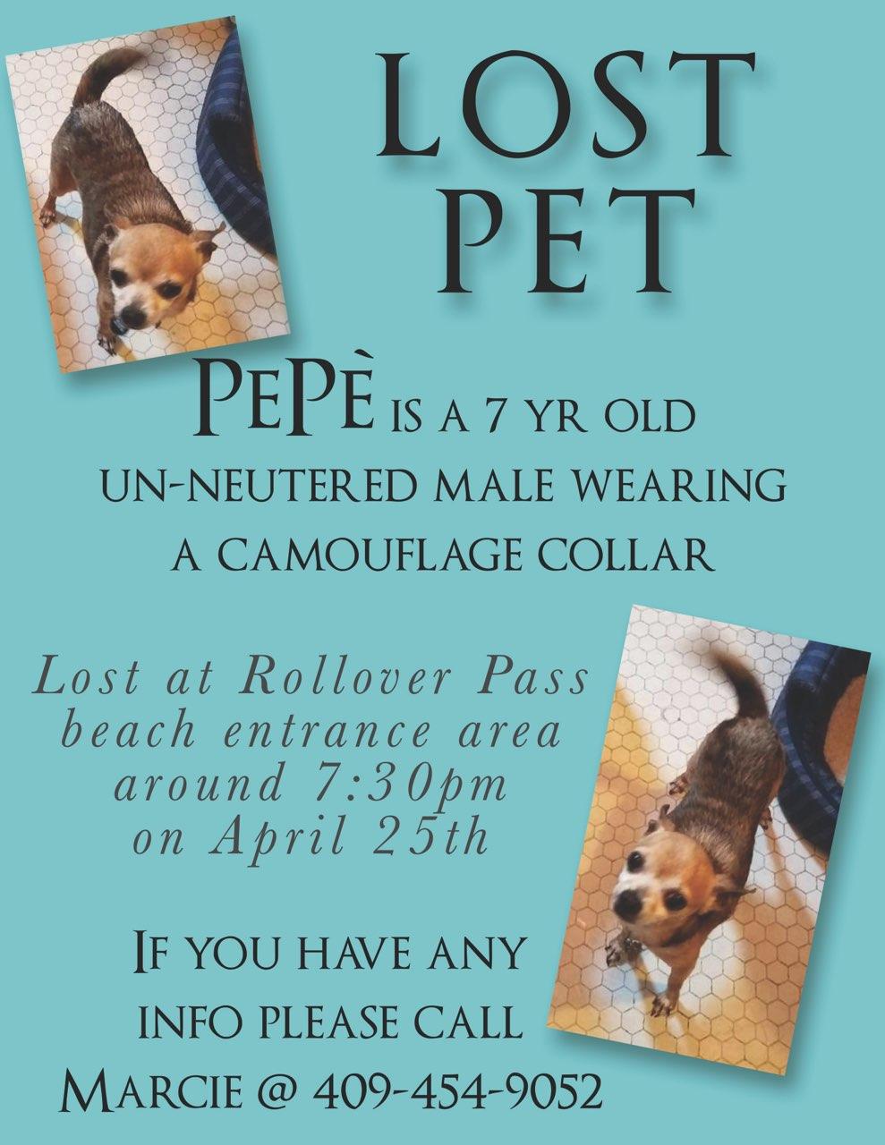 Image of PePe, Lost Dog
