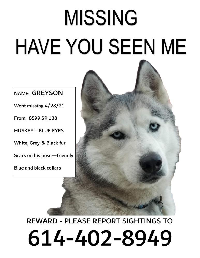 Image of Greyson, Lost Dog