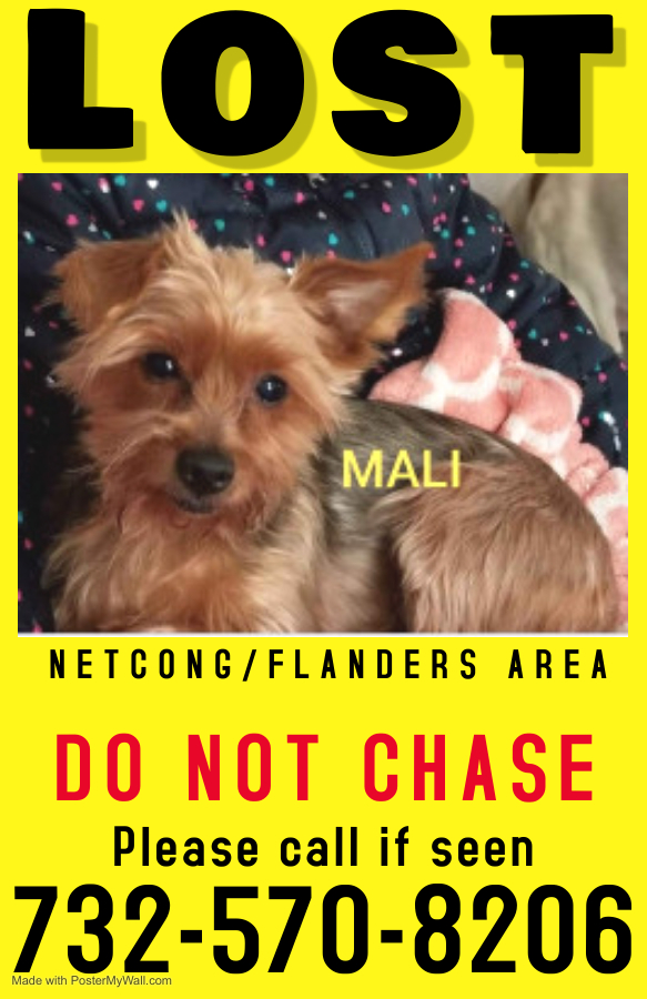 Image of Mali, Lost Dog