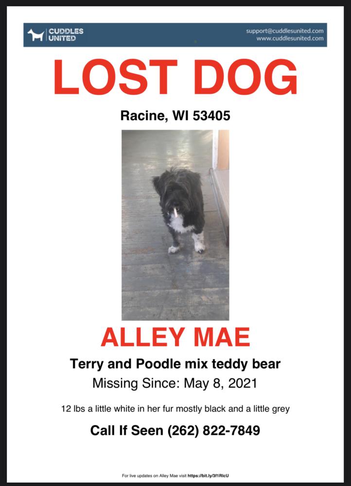 Image of Allie, Lost Dog