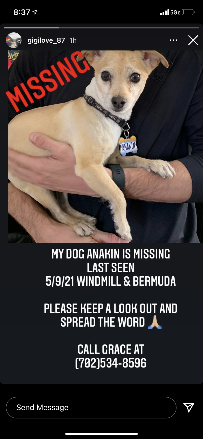 Image of Anakin, Lost Dog