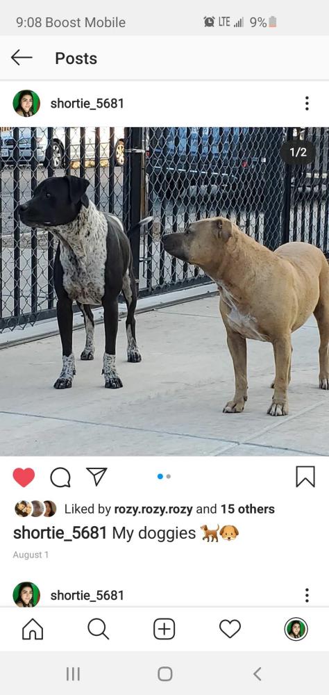 Image of Bully, Lost Dog