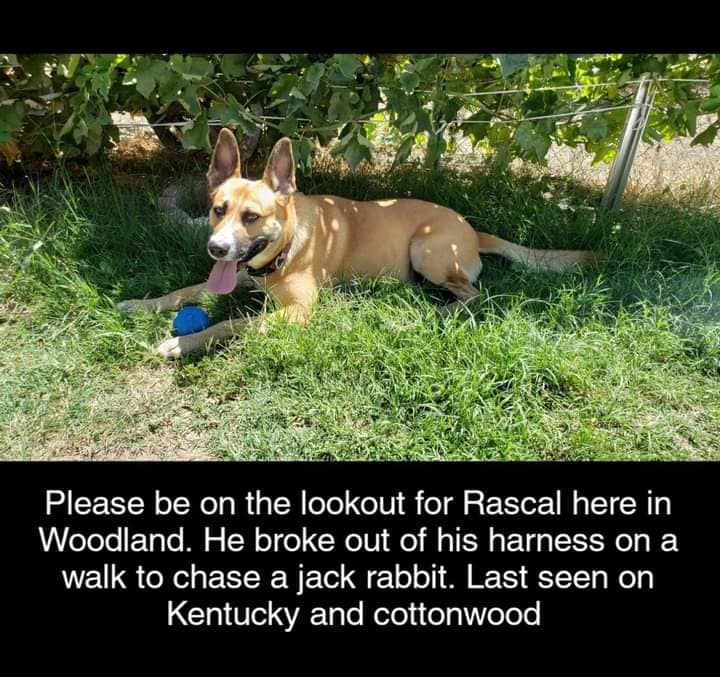 Image of Rascal, Lost Dog