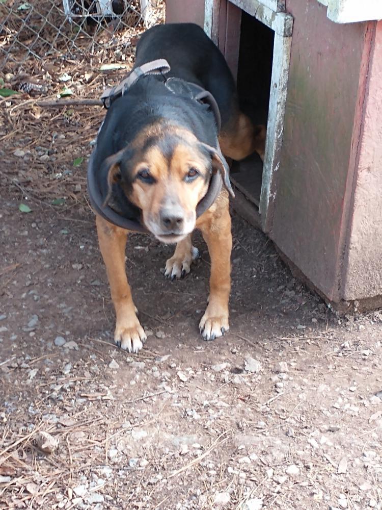 Image of Asta(Coco), Lost Dog