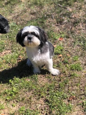 Image of Cookie Bear, Lost Dog
