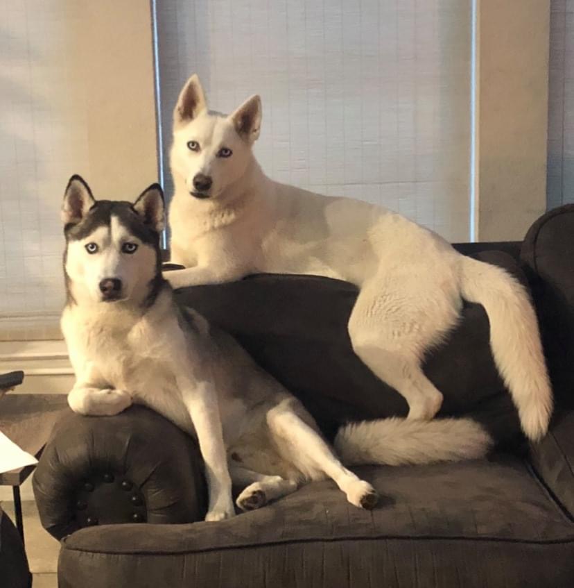 Image of 2 Huskies, Lost Dog