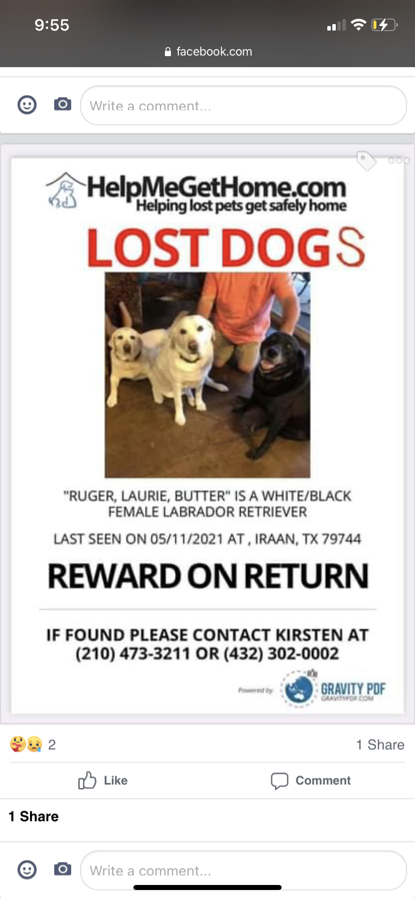 Image of RueLaurieButtwr, Lost Dog